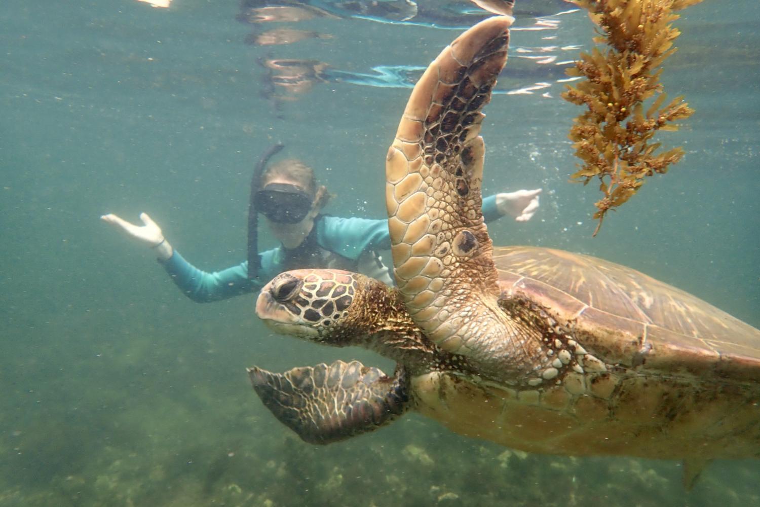 一名<a href='http://2.bsaisoft.com/'>全球十大赌钱排行app</a>学生在Galápagos群岛游学途中与一只巨龟游泳.